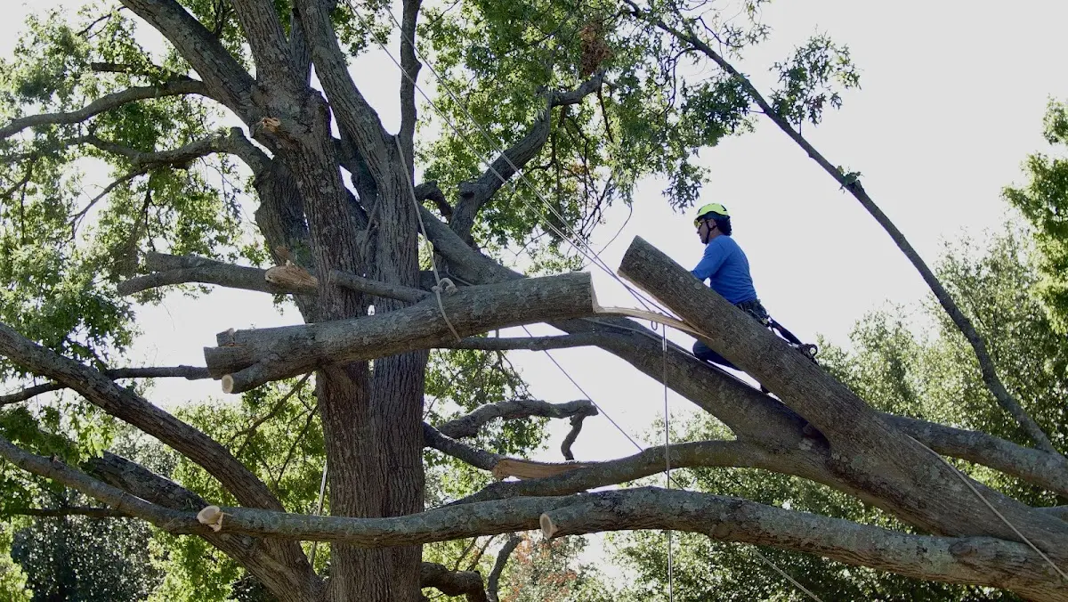 Professional Hazardous Tree Removal performed by certified arborists in Deforest