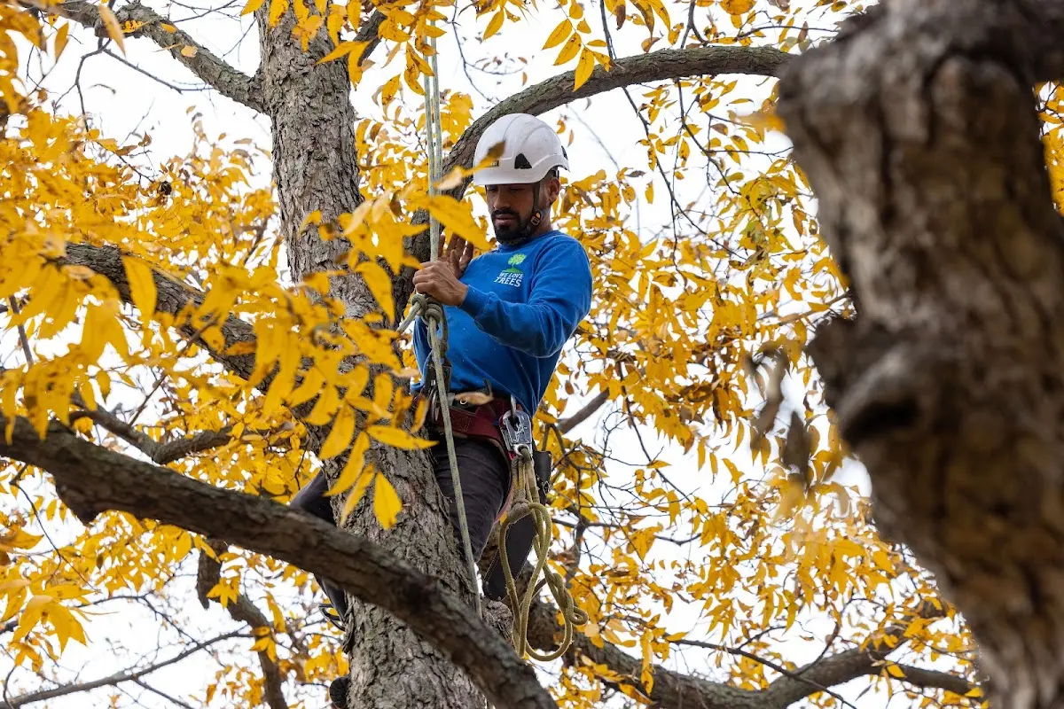 Skilled Tree Transplanting crew working in Deforest
